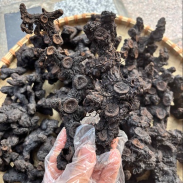 纯野生足干黄精农家纯手工制作九蒸九晒糯黄精鲜黄精