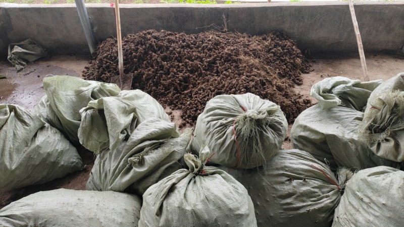 金荞麦（重庆市千亩种植基地）