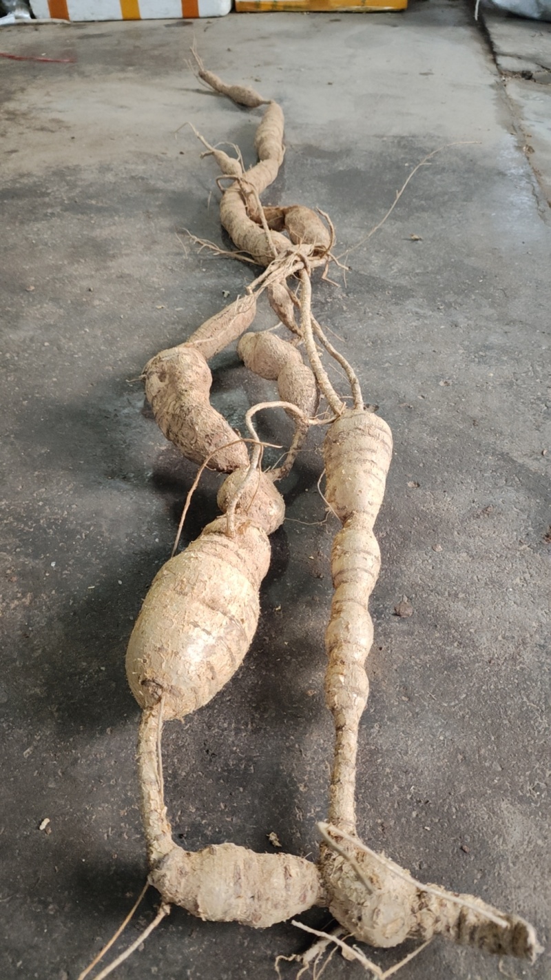 牛大力，野生牛大力