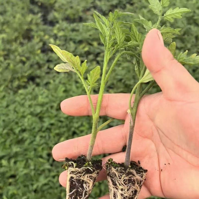 云南基地直发，狮子头番茄苗