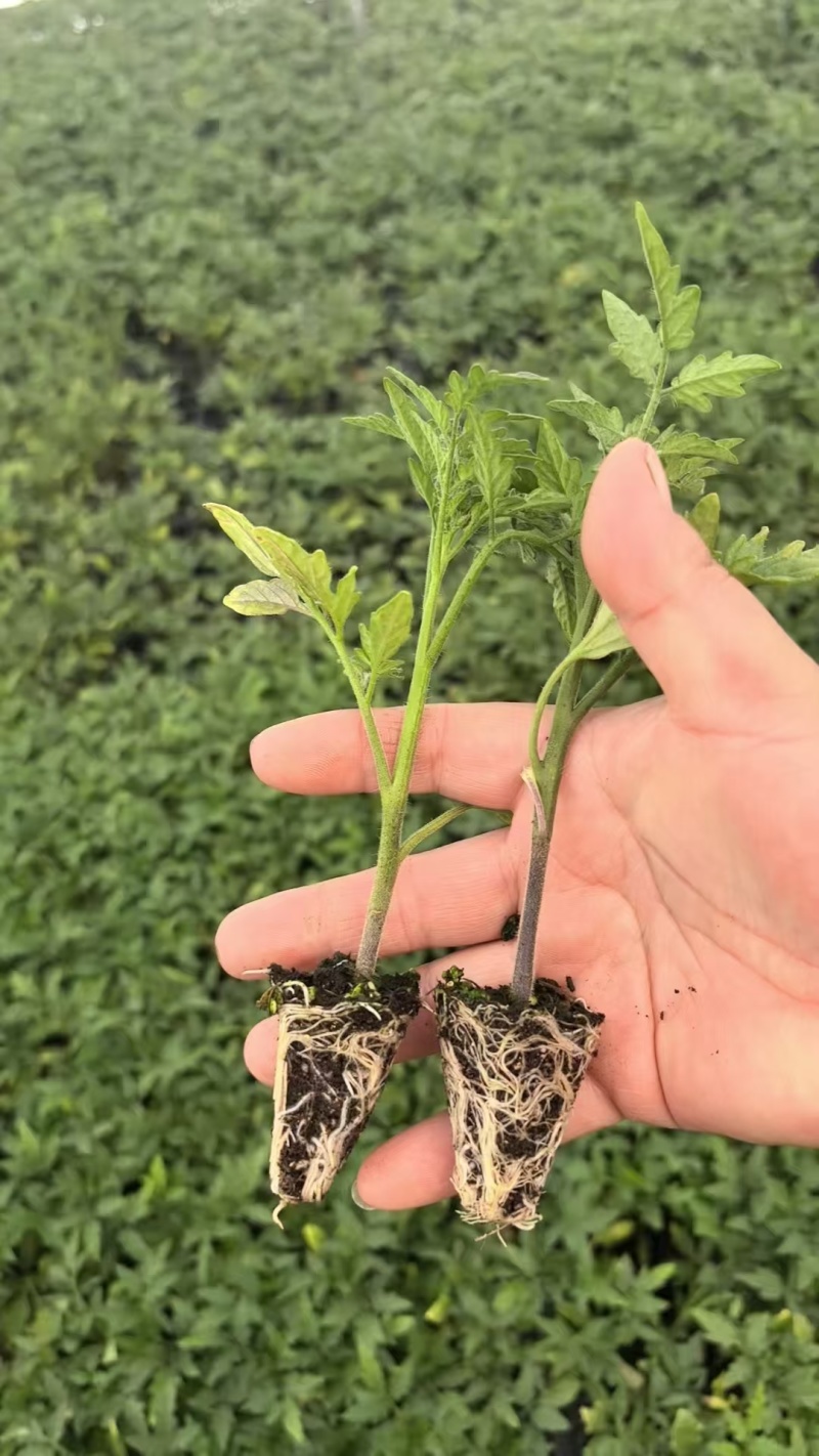 云南基地直发，狮子头番茄苗