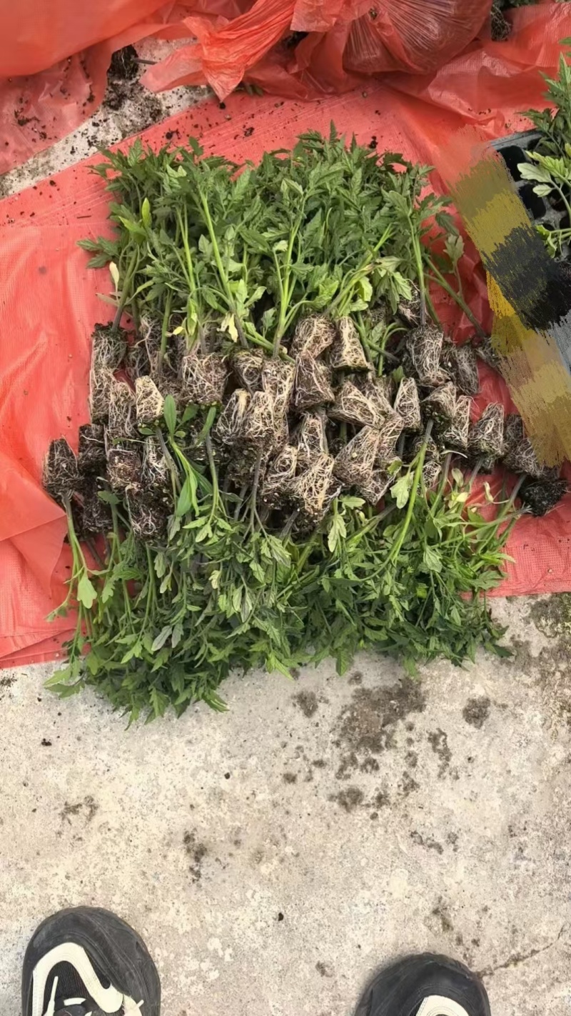 云南基地直发，狮子头番茄苗