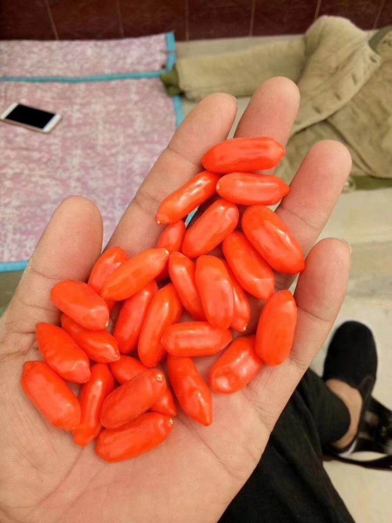 靖远宁夏枸杞量大从优，对接批发，电商，药厂