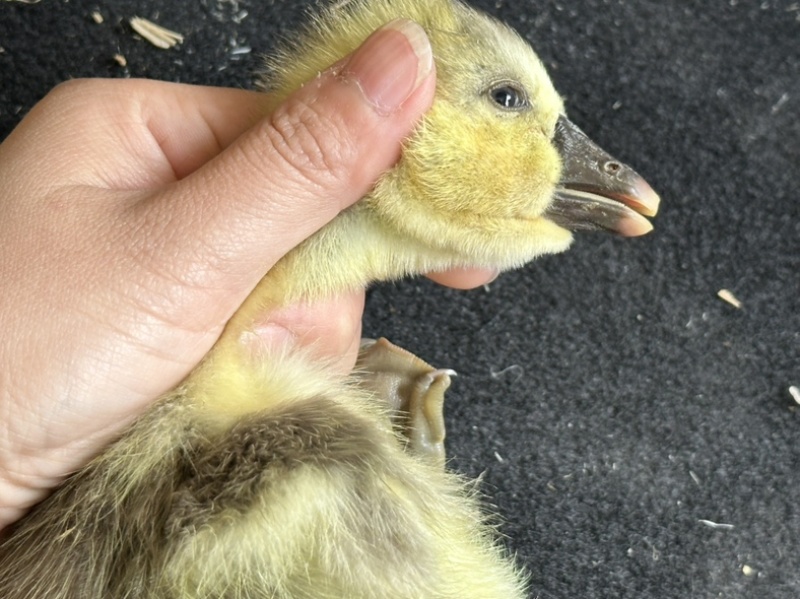 潮汕正宗特大种狮头鹅苗