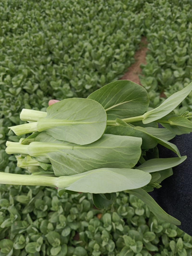 菜苋，扫码全程可追溯，