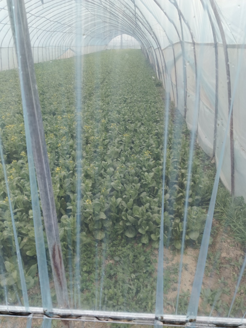 菜苋，扫码全程可追溯，