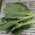 菜苋，扫码全程可追溯，