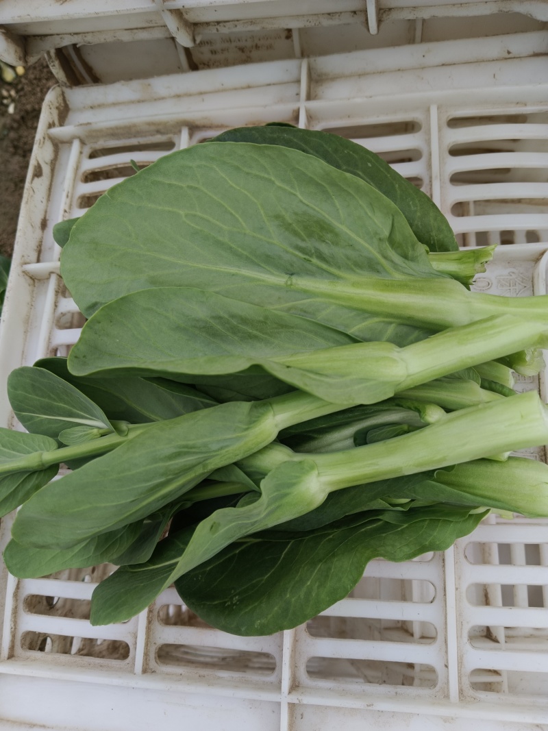 菜苋，扫码全程可追溯，
