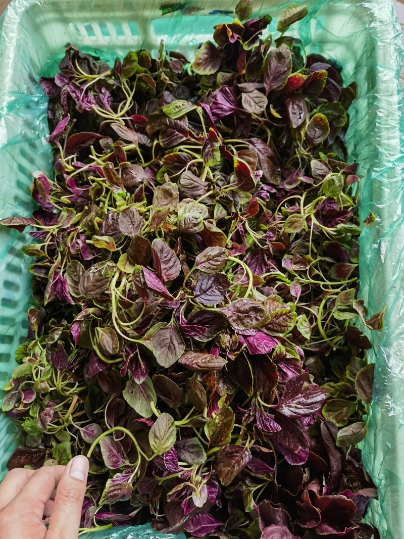 红苋菜