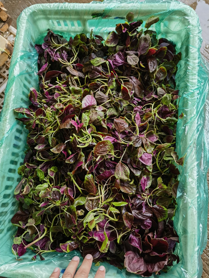 红苋菜