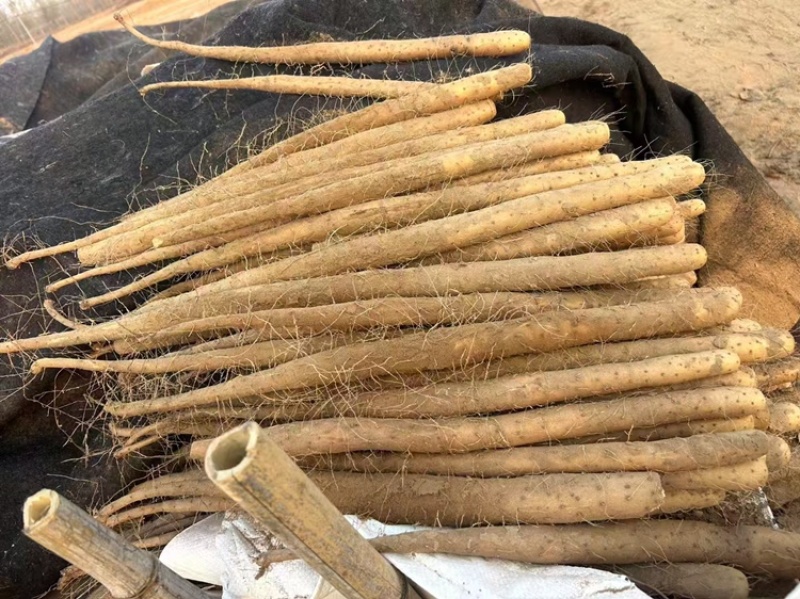 精选山药规格齐全又好又便宜产地直销对接全国欢迎