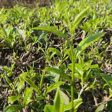 云南西双版纳.茶叶.干茶大量出货