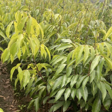 荔枝树苗