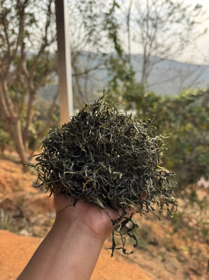 云南西双版纳.茶叶.干茶大量出货