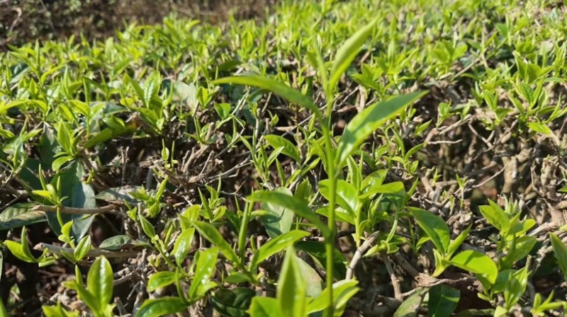 云南西双版纳.茶叶.干茶大量出货