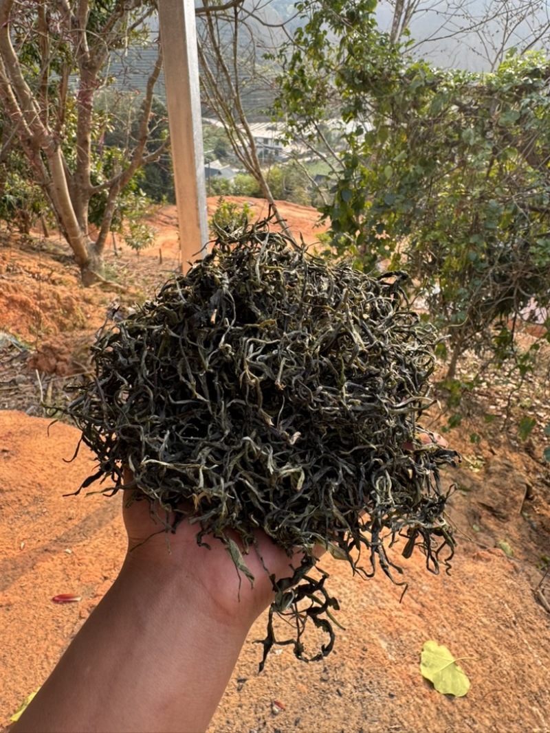 云南西双版纳.茶叶.干茶大量出货