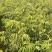 荔枝树苗