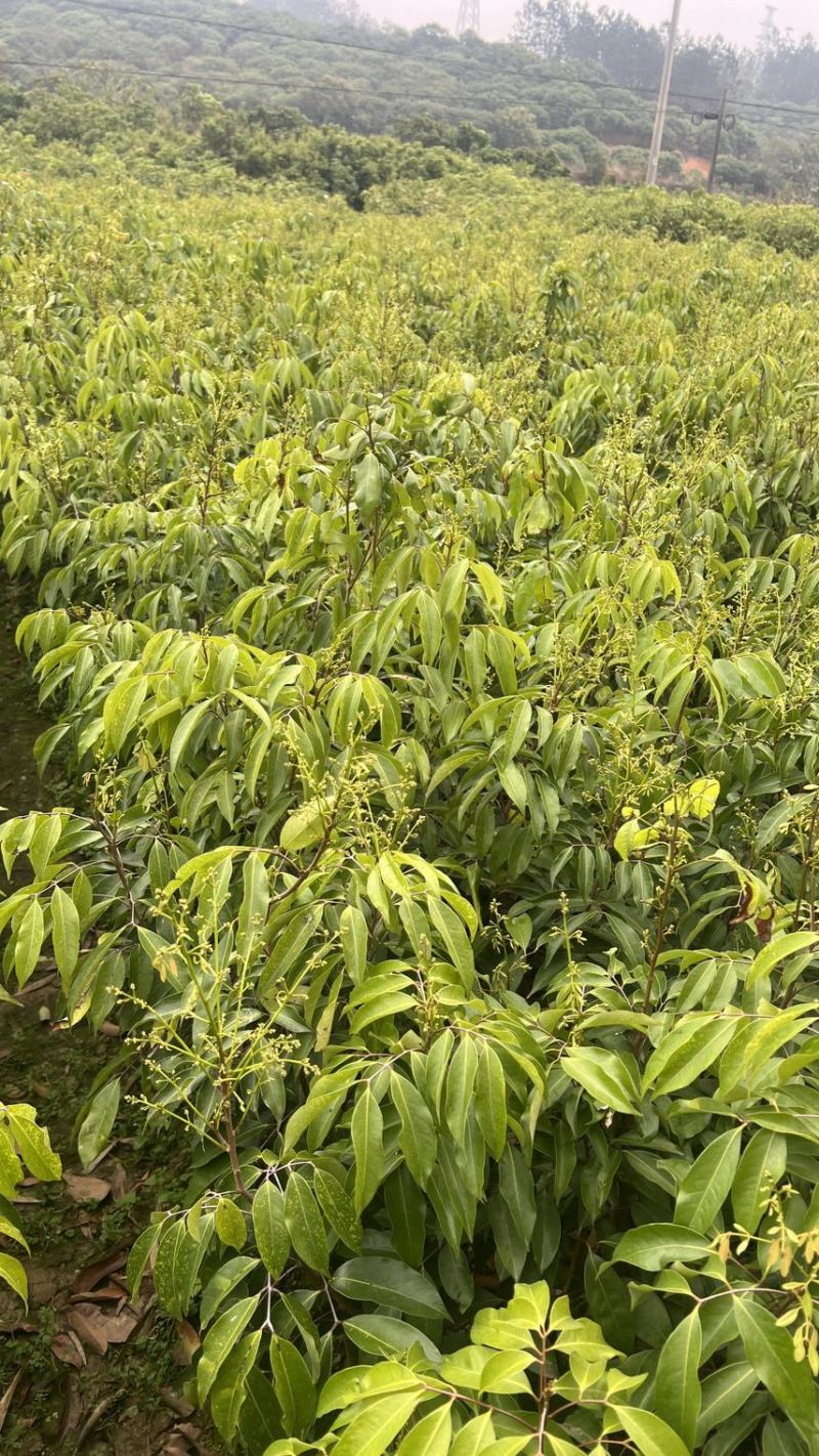 荔枝树苗