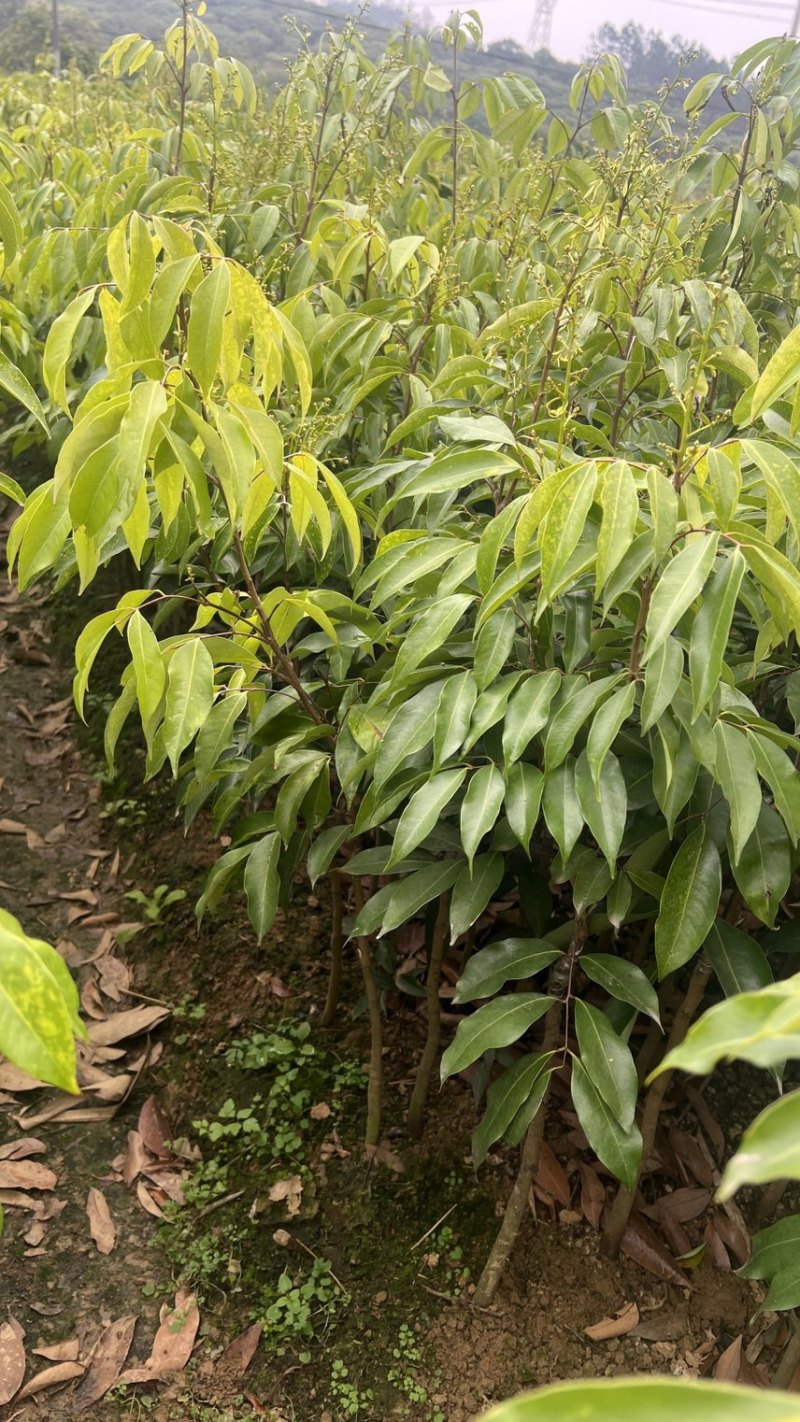 荔枝树苗