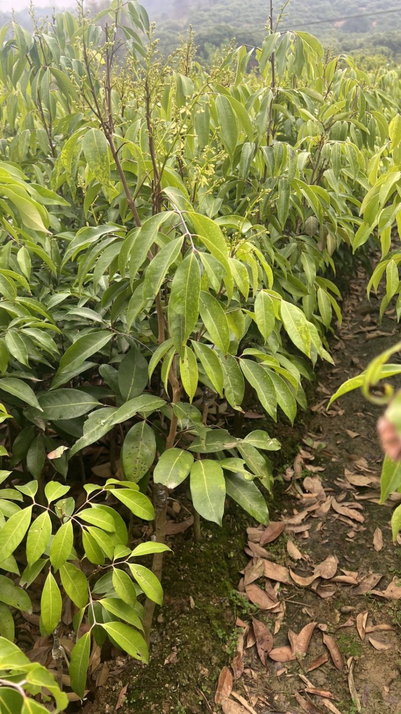 荔枝树苗