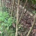荔枝树苗