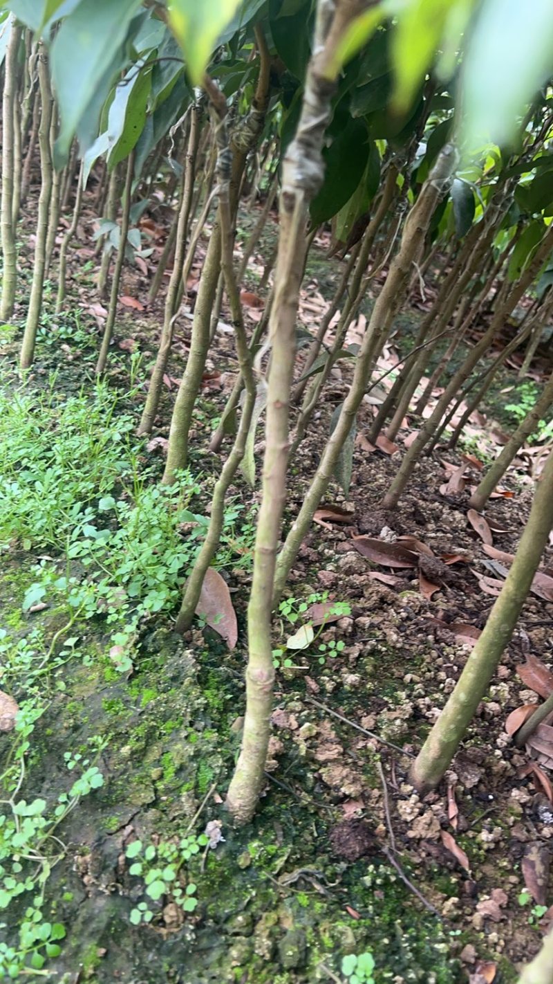 荔枝树苗