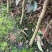 荔枝树苗