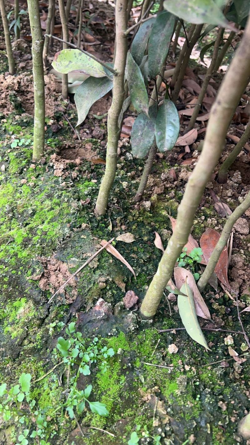 荔枝树苗