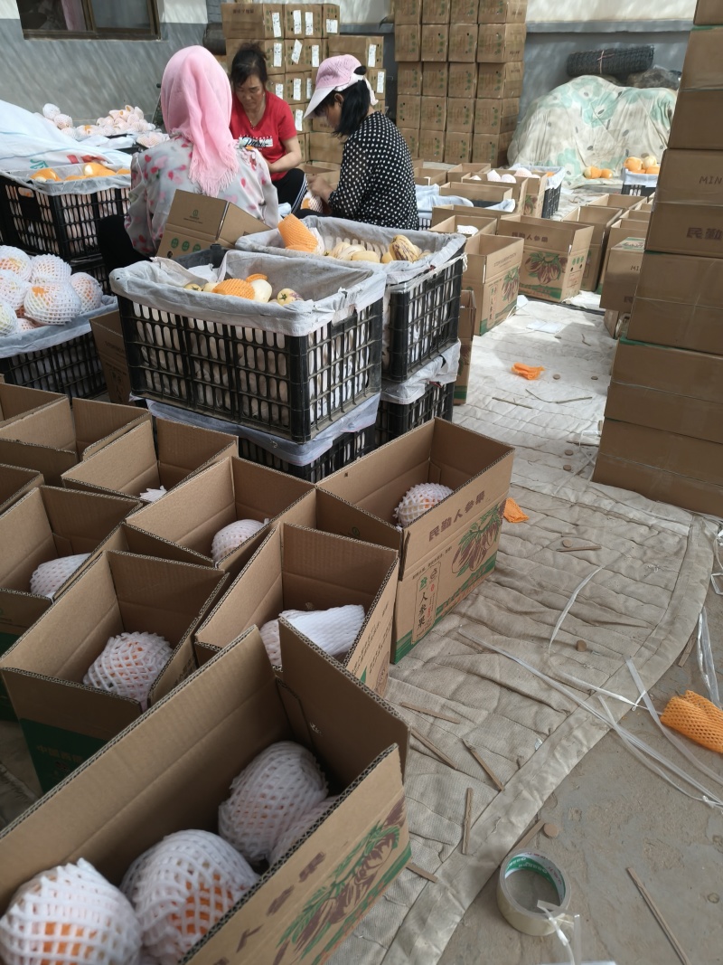 甘肃人参果一件代发，电商，团购市场整车