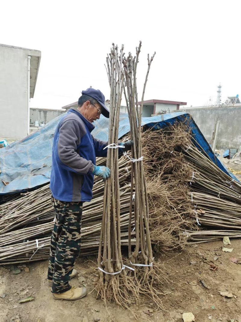 2公分矮化大樱桃苗