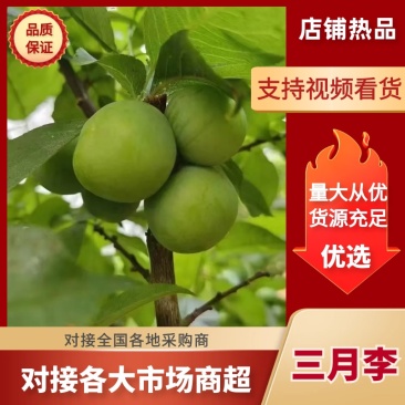 三月李一手货源果园现摘，对接各种电商渠道，市场商超