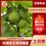 三月李一手货源果园现摘，对接各种电商渠道，市场商超