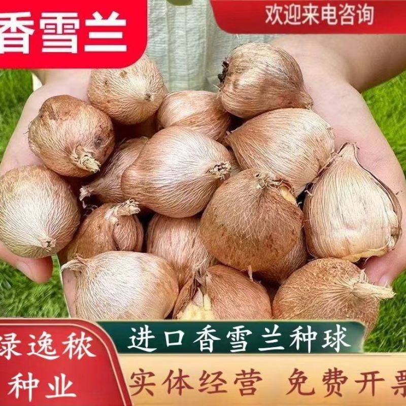 香雪兰种球四季开花好养活大种球进口小苍兰重瓣花卉阳台鲜花