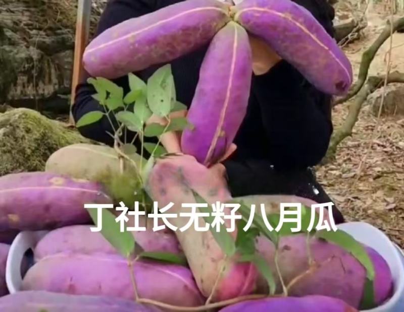（真无籽贵）无籽八月瓜苗合作社基地批发丁社长正宗无籽