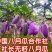 （真无籽贵）无籽八月瓜苗合作社基地批发丁社长正宗无籽