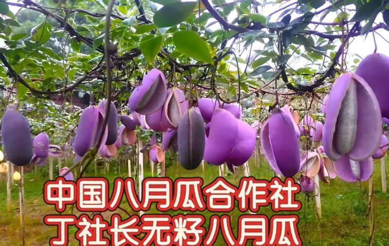 （真无籽贵）无籽八月瓜苗合作社基地批发丁社长正宗无籽