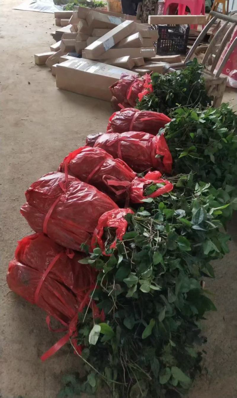 （真无籽贵）无籽八月瓜苗合作社基地批发丁社长正宗无籽