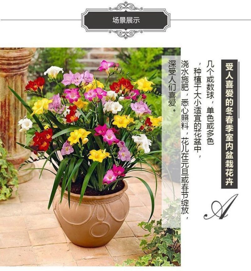 香雪兰种球四季开花好养活大种球进口小苍兰重瓣花卉阳台鲜花