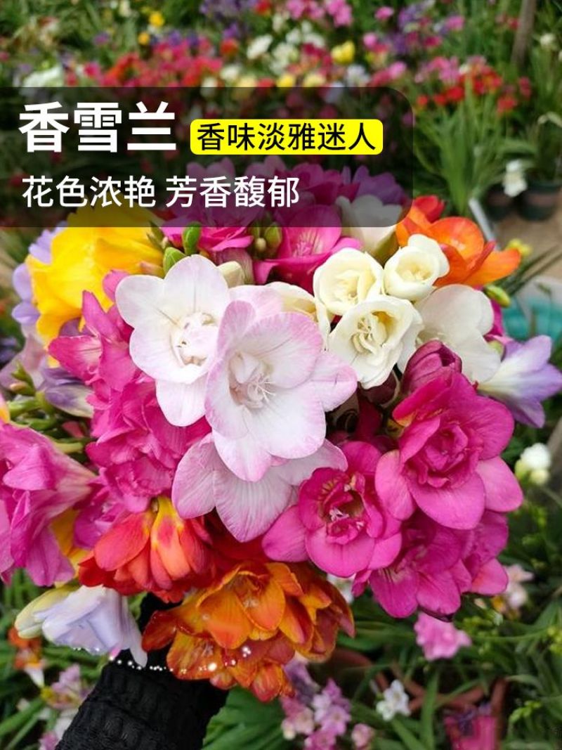 香雪兰种球四季开花好养活大种球进口小苍兰重瓣花卉阳台鲜花