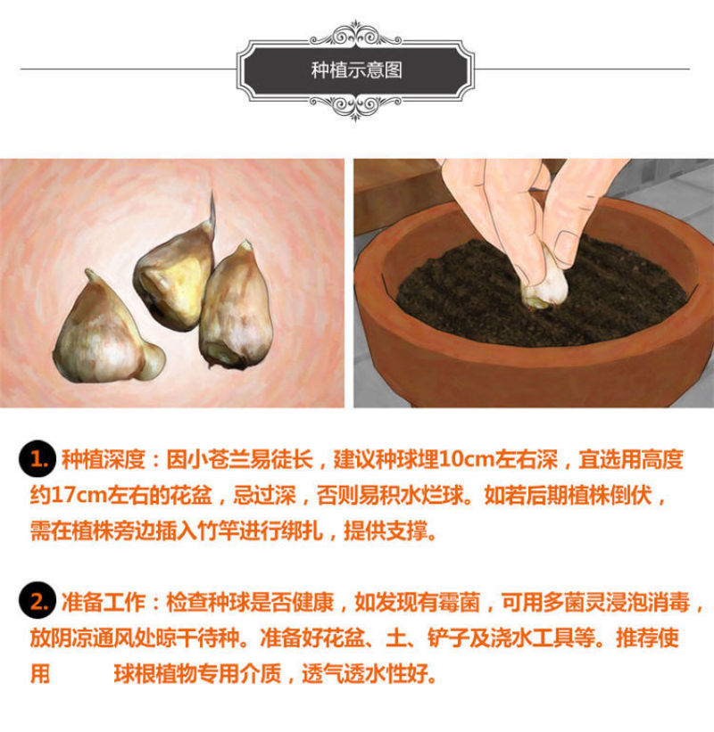 香雪兰种球四季开花好养活大种球进口小苍兰重瓣花卉阳台鲜花