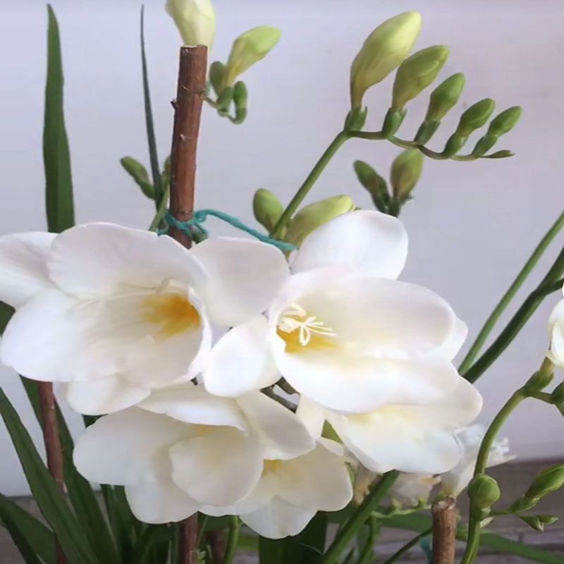 香雪兰种球四季开花好养活大种球进口小苍兰重瓣花卉阳台鲜花