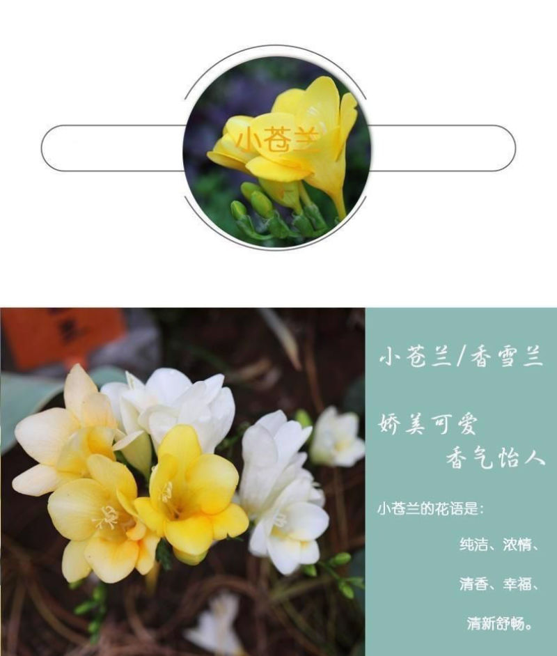 香雪兰种球四季开花好养活大种球进口小苍兰重瓣花卉阳台鲜花