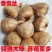 香雪兰种球四季开花好养活大种球进口小苍兰重瓣花卉阳台鲜花
