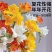 香雪兰种球四季开花好养活大种球进口小苍兰重瓣花卉阳台鲜花