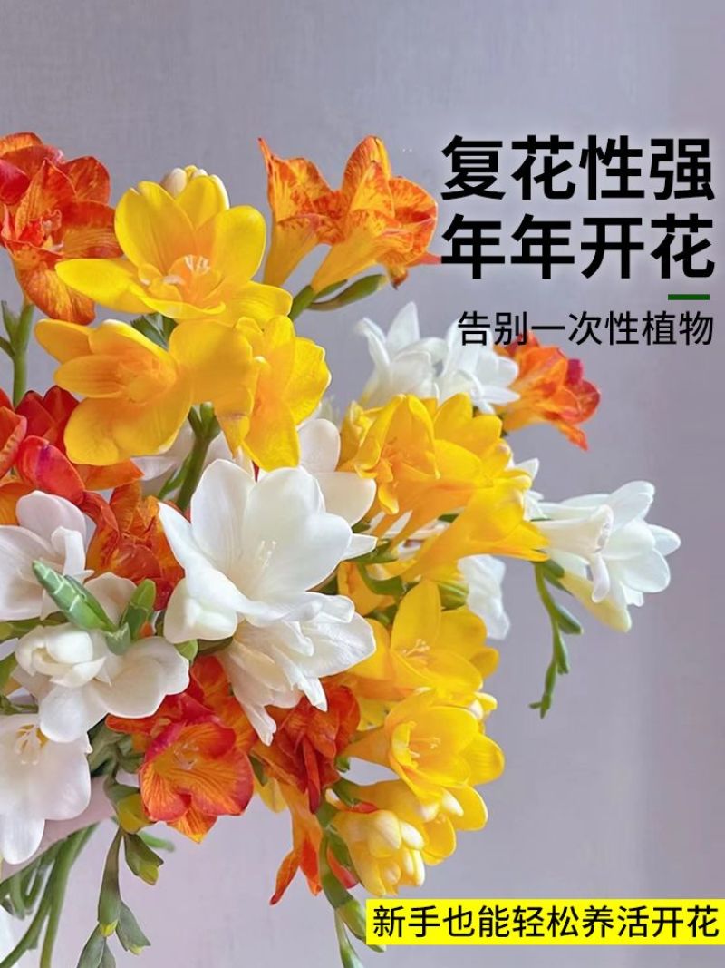 香雪兰种球四季开花好养活大种球进口小苍兰重瓣花卉阳台鲜花