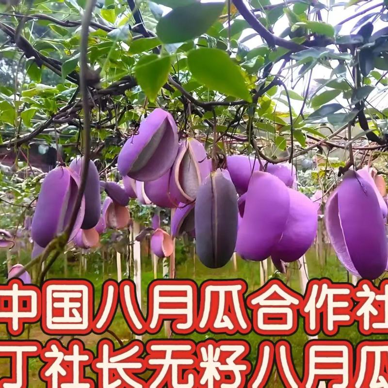 （真无籽贵）无籽八月瓜苗丁社长送苗种植挂我包回收