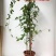 （真无籽贵）无籽八月瓜苗丁社长送苗种植挂我包回收
