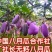 （真无籽贵）无籽八月瓜苗丁社长送苗种植挂我包回收