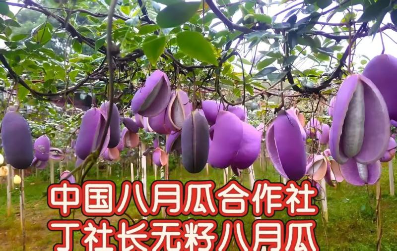（真无籽贵）无籽八月瓜苗丁社长送苗种植挂我包回收