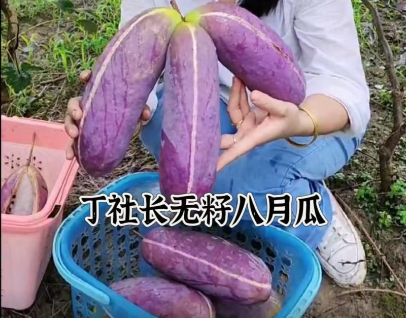 （真无籽贵）无籽八月瓜苗丁社长送苗种植挂我包回收